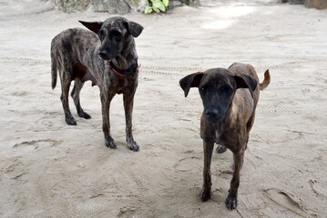 Dogs in the Boracay beach, Philippines