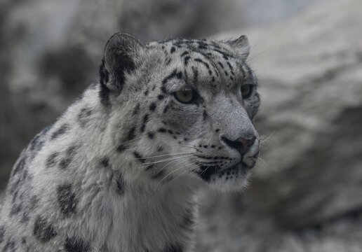 Closeup hyper-realistic illustration of a snow leopard in black and white.