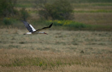 bird, fliegender, wild lebende tiere, gans, fliegen, geier, 