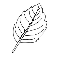 alder leaf isolated on white background
