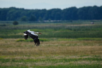 bird, fliegender, wild lebende tiere, gans, fliegen, geier, 