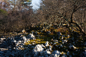 Obraz na płótnie Canvas Rock and Trees in the Typical Karst Landscape