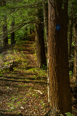 Obraz premium path in the woods