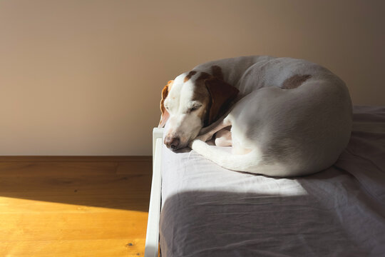 Hund schläft in der Sonne - Istrianer kurzhaarige Bracke