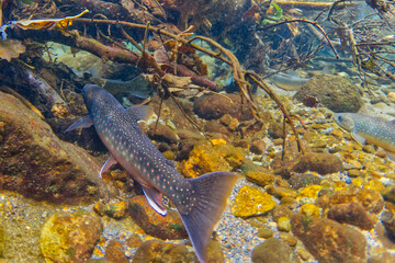 Lake Shikaribetsu, Hokkaido Natural monument Miyabei Wana's run-up scenery