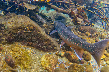 Lake Shikaribetsu, Hokkaido Natural monument Miyabei Wana's run-up scenery