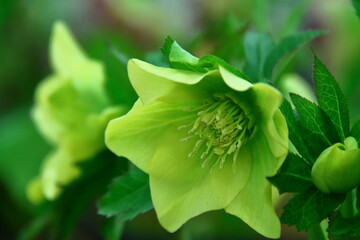 Obraz premium 冬の貴婦人