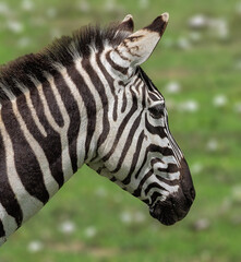 Fototapeta na wymiar Zebra at Tarangiri National Park
