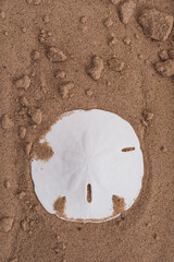 Sand dollar set against plain background with copy space