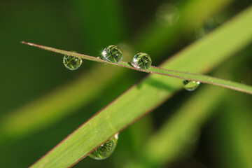 Green grass in the morning with dew drops on the natural background