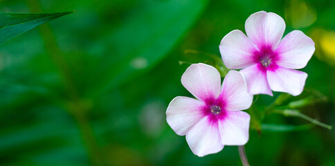 Two pink flowers on a green background. Clean background with flowers for greeting text.
