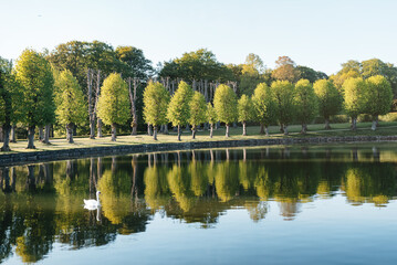 Panorama of beautiful fairy-tale lake with white swan in silence. Reflection of trees on water....