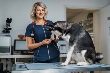 Shot of female veterinarian checking up purebred husky dog in hospital room.