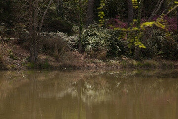 Fototapeta na wymiar landscape reflected in a lake