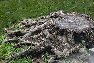 Abstract gnarly stump