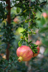 Fresh pomegranate on the tree. Selective focus.
