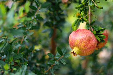 Fresh pomegranate on the tree. Selective focus.
