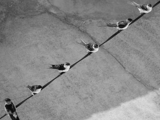 Hirondelles sur un fil