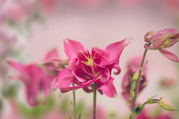 Close-up view of pink Common columbines blooming heads