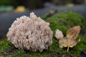 Edible mushrooms Artomyces pyxidatus growing on a tree mossy trunk in the autumn forest.