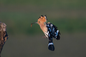 Eurasian hoopoe (Upupa epops)