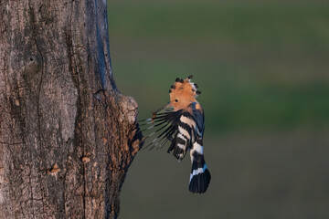 Eurasian hoopoe (Upupa epops) © Johannes Jensås