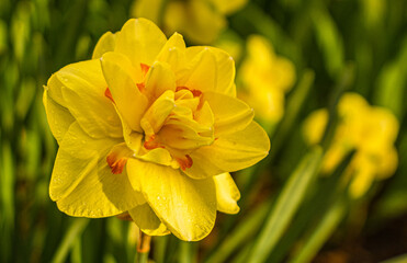 Obraz premium daffodils in spring