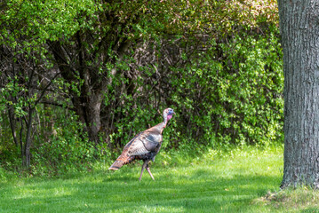 Wild Turkey Near The Woods