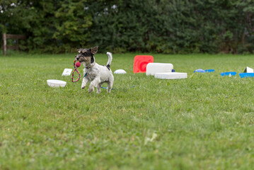 Young little Jack Russell Terrier doggy 1 year old. Little obedient dog retrieves a toy from a...