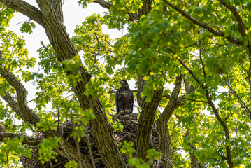 A Juvenile Bald Eagle Perched On The Nest