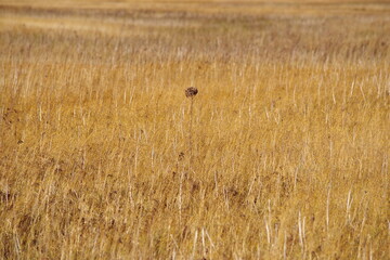 黄金色に染まる雨竜沼湿原2
