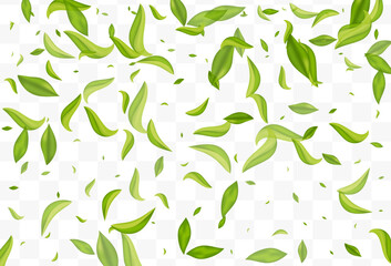 Forest Leaf Organic Vector Transparent Background