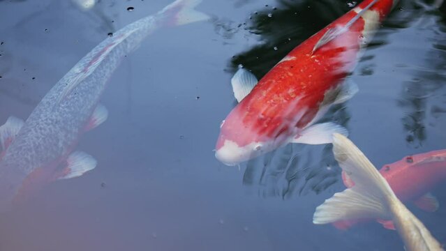 kio fih pond
