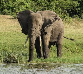 Fototapeta premium Elephant Drinking Water