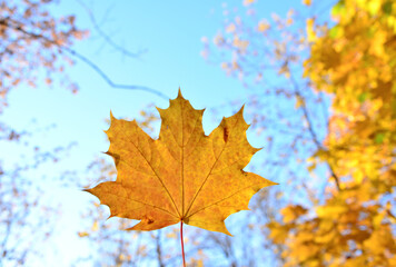 Naklejka na ściany i meble yellow maple leaf isolated on blue sky background, close-up