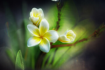 White-yellow plumeria (frangipani) flowers blossoming.