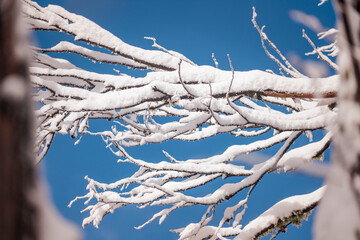 snow covered tree and sky 