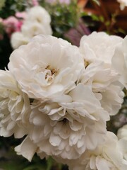 bouquet of white roses