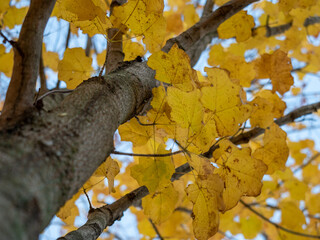 Looking at the sky through yellow leaves on a tree