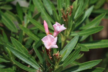 Cambodia. Nerium oleander. It is the only species currently classified in the genus Nerium,...