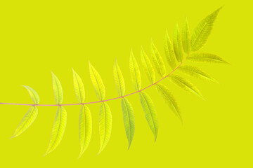 branch with leaves on a yellow background. vegetation and botany