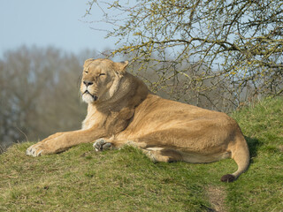 lion in the grass