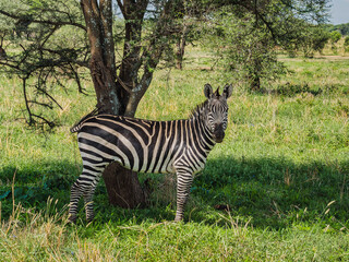 zebra in serengeti park