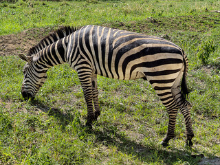 zebra eating grass