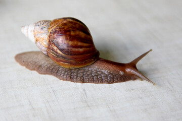 Tropical snail Achatina fulica with shell.