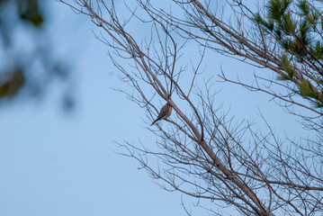 American Kestrel in a tree