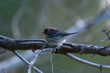 Yellow Rumped Warbler perched on a branch