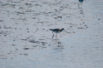 Greater Yellowlegs at the marsh