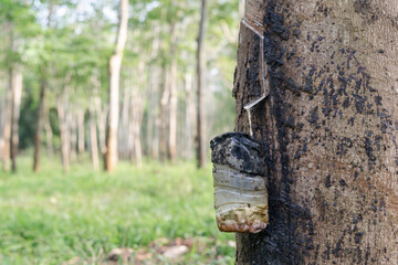 Selective focus of a bottle hang on rubber tree as a rubber sap tapping process