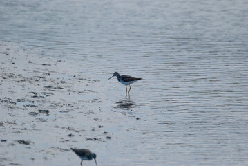 Greater Yellowlegs at the marsh